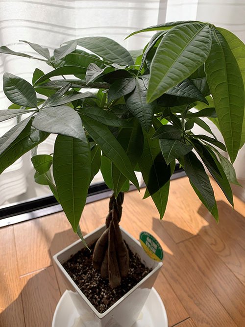 占い師エナリーのお気に入り写真1